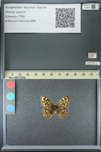 Media type: image;   Entomology 185059